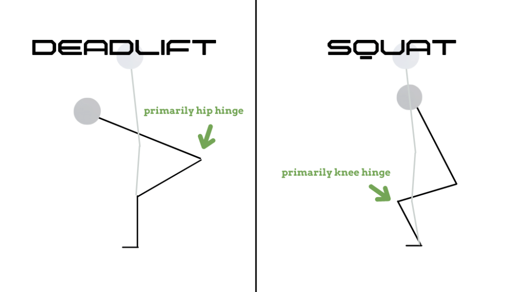 Deadlift: primarily hip hinge | Squat: primarily knee hinge